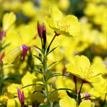 Oenothera Pénélope Hobhouse - Onagra Oenothera Pénélope Hobhouse - Onagra