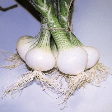 Cebolla Malakoff