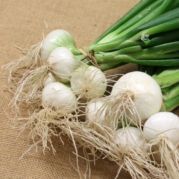 Ceboletta Blanca Premier