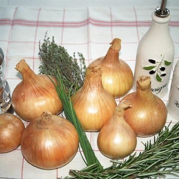 Cebolla Sturon Bio (maceta)