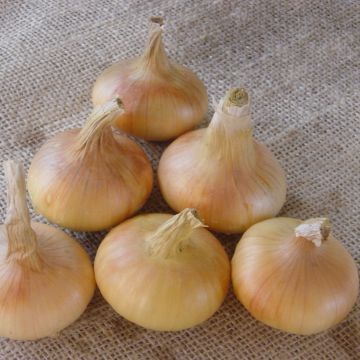 Cebolla Stuttgarter Riesen