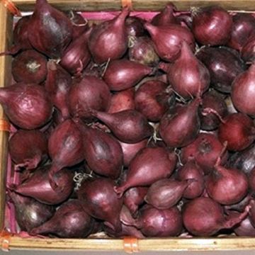 Cebolla Red Baron Bio (plantas)