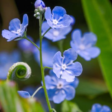 Omphalodes cappadocica
