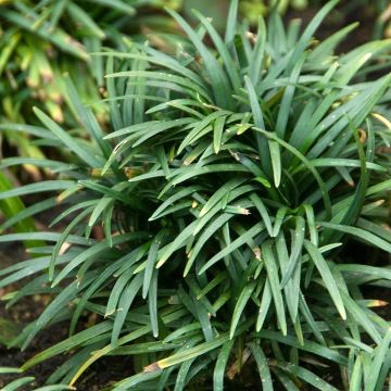 Ophiopogon japonicus Tama-ryu Number Two - Convalaria