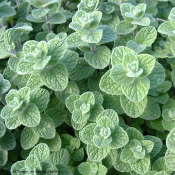 Orégano - Origanum libanoticum