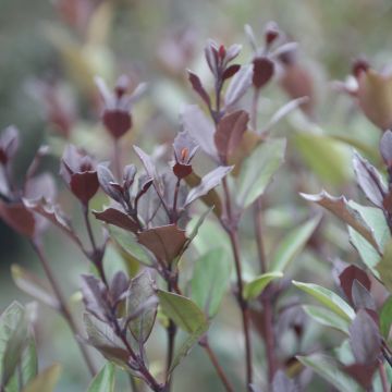 Osmanthus heterophyllus Purpureus - Acebo chino