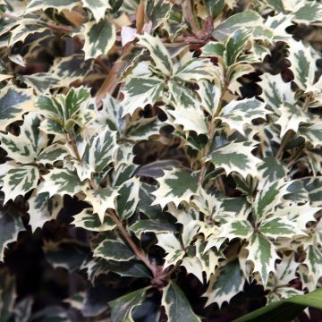 Osmanthus heterophyllus Variegatus - Acebo chino