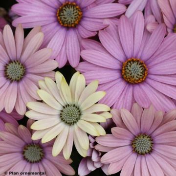 Osteospermum Margarita del Cabo Spring Bouquet