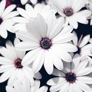 Osteospermum Cape Daisy White - Margarita del Cabo