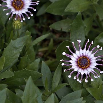 Osteospermum Flower Power Spider White - Margarita del Cabo