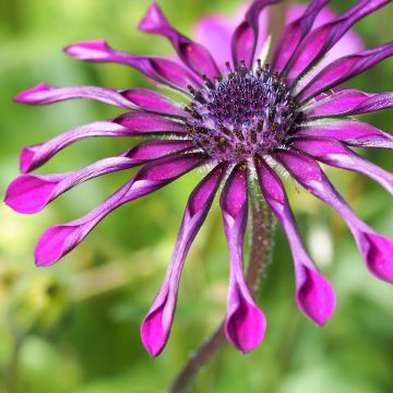 Osteospermum Flower Power Spider Purple - Margarita del Cabo