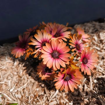 Osteospermum Cape Daisy Fireburst - Margarita del Cabo