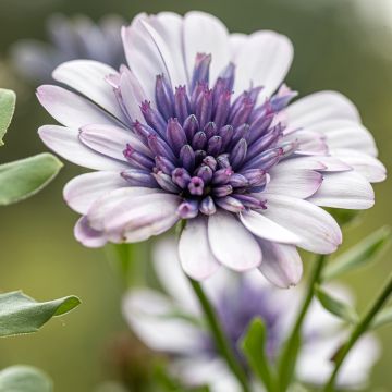 Osteospermum ecklonis 3D Steel Blue - Margarita del Cabo
