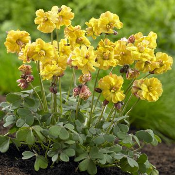 Oxalis compressa Double Trouble - Acederilla