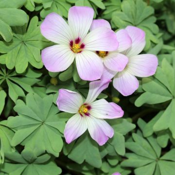 Oxalis adenophylla - Acederilla