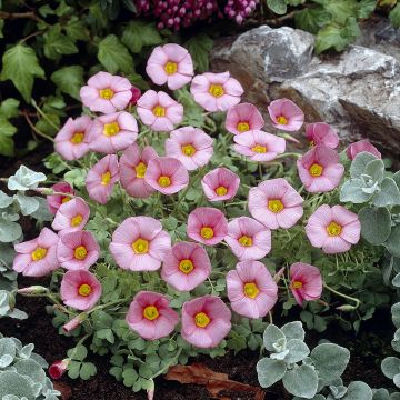 Oxalis obtusa - Acederilla
