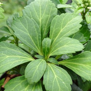 Pachysandra terminalis Green Carpet - Diamante