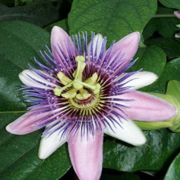 Passiflora Perfume Passion - Flor de la pasión