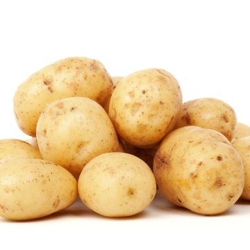 Patata Penni BIO