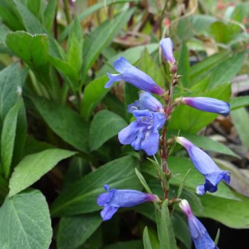 Penstemon heterophyllus Blue Spring - Campanita