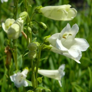 Penstemon Pensham Wedding Day - Campanita