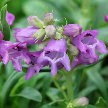 Penstemon virgatus Blue Buckle - Campanita