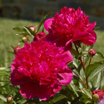 Peonia lactiflora Big Ben