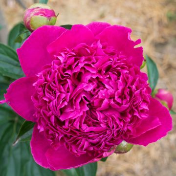 Peonia lactiflora Félix Crousse