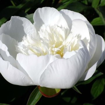 Peonia lactiflora Immaculée