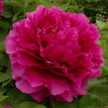 Peonía arbustiva Wu Long Peng Sheng - Paeonia suffruticosa