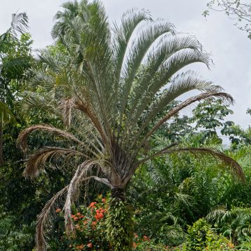 Dypsis decaryi - Palmera triangular