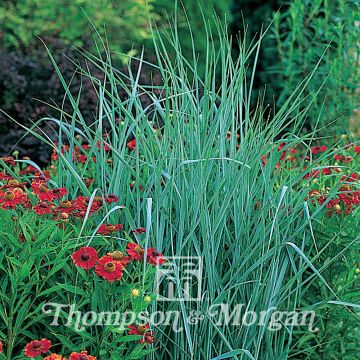 Panicum virgatum - Pasto varilla