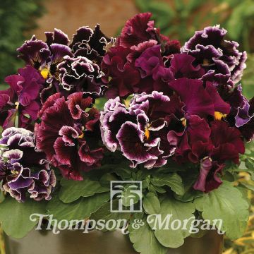Pensamiento Chalon Supreme Wildberry Mixed
