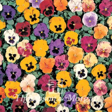 Viola Petite Mixed - Violeta