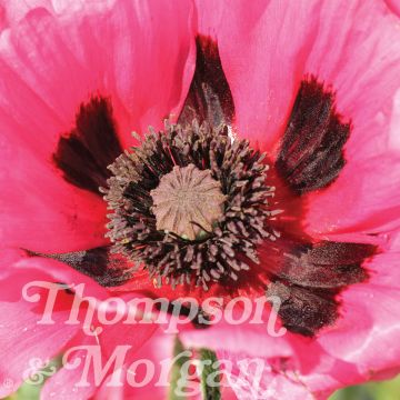 Amapola oriental Rasberry Brulee - Papaver orientale