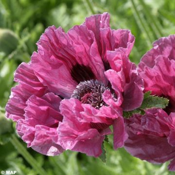 Amapola oriental Manhattan - Papaver orientale