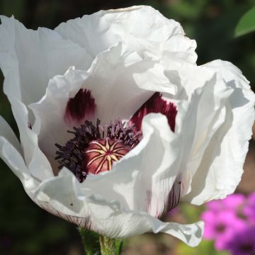 Amapola oriental Perry's White - Papaver orientale