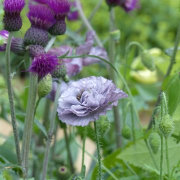 Amapola común Amazing Grey - Papaver rhoeas