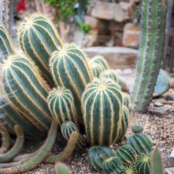 Parodia magnifica - Notocactus magnificus