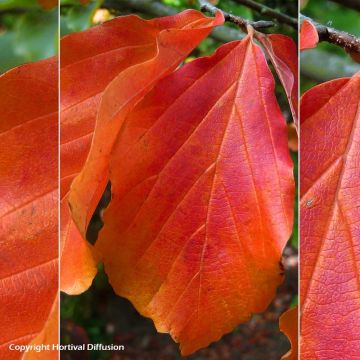 Parrotia persica Bella - Árbol de hierro