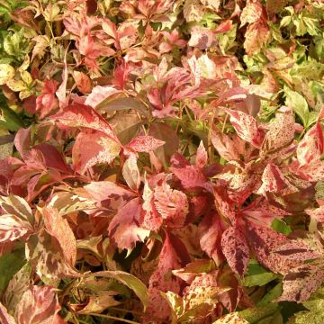 Parthenocissus quinquefolia Star Shower - Parra virgen