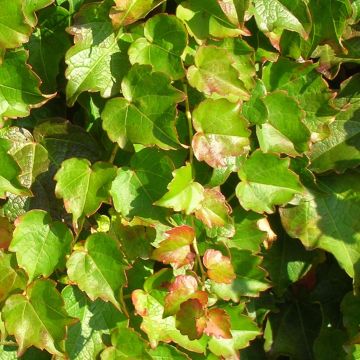 Parthenocissus tricuspidata Minutifolia - Parra virgen