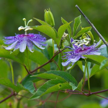 Passiflora incarnata - Flor de la pasión