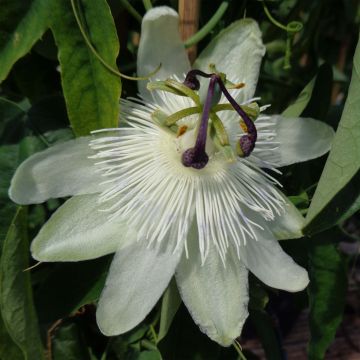 Passiflora subpeltata - Pasiflora blanca