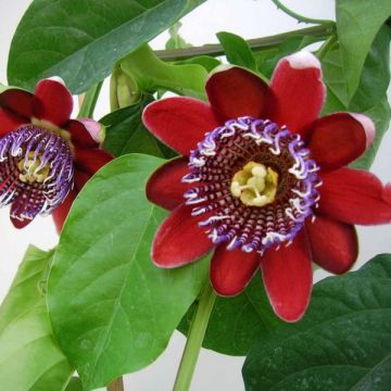 Passiflora alata - Flor de la pasión