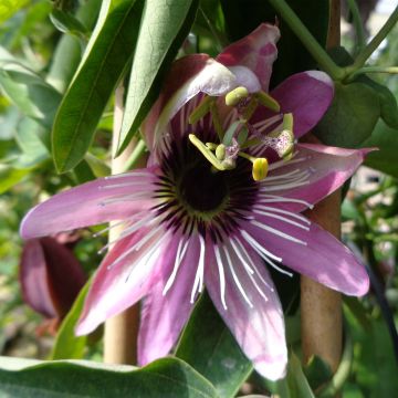Passiflora caerulea x racemosa - Flor de la pasión