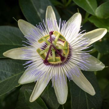 Passiflora caerulea Clear Sky - Flor de la pasión