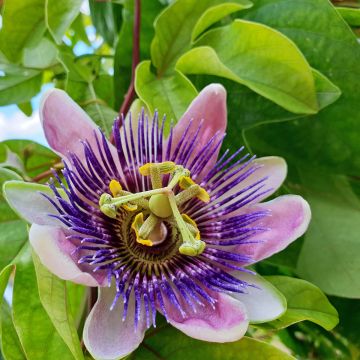 Passiflora Imperatrice Eugénie - Flor de la pasión