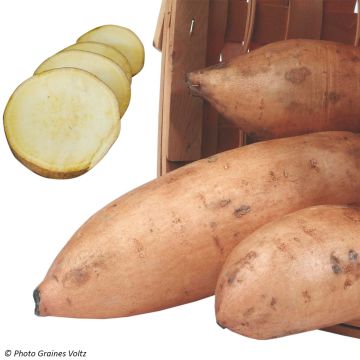 Batata Bonita Bio
