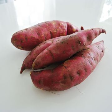 Batata Murasaki 29